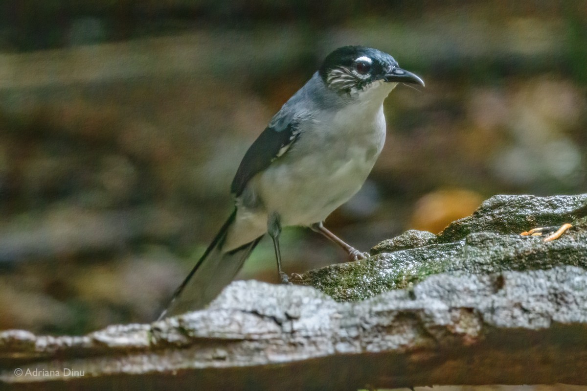 Black-headed Sibia - ML627389134