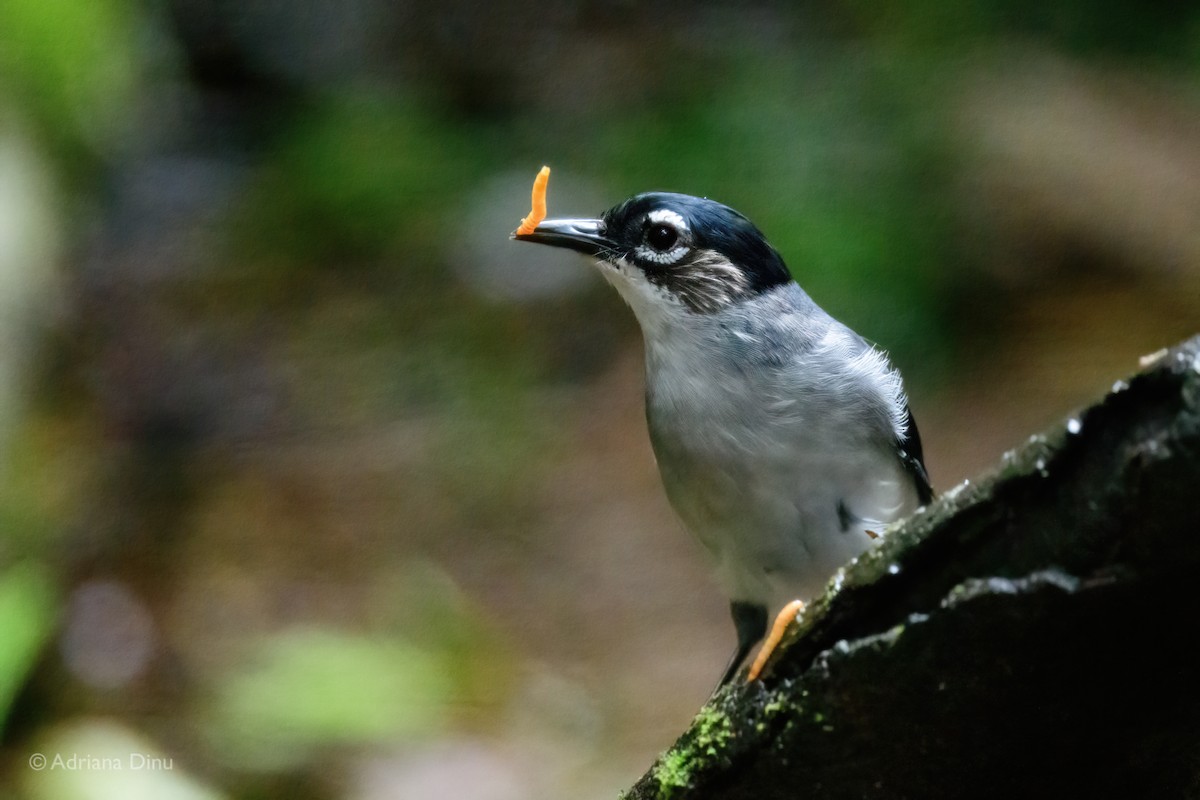 Black-headed Sibia - ML627389136