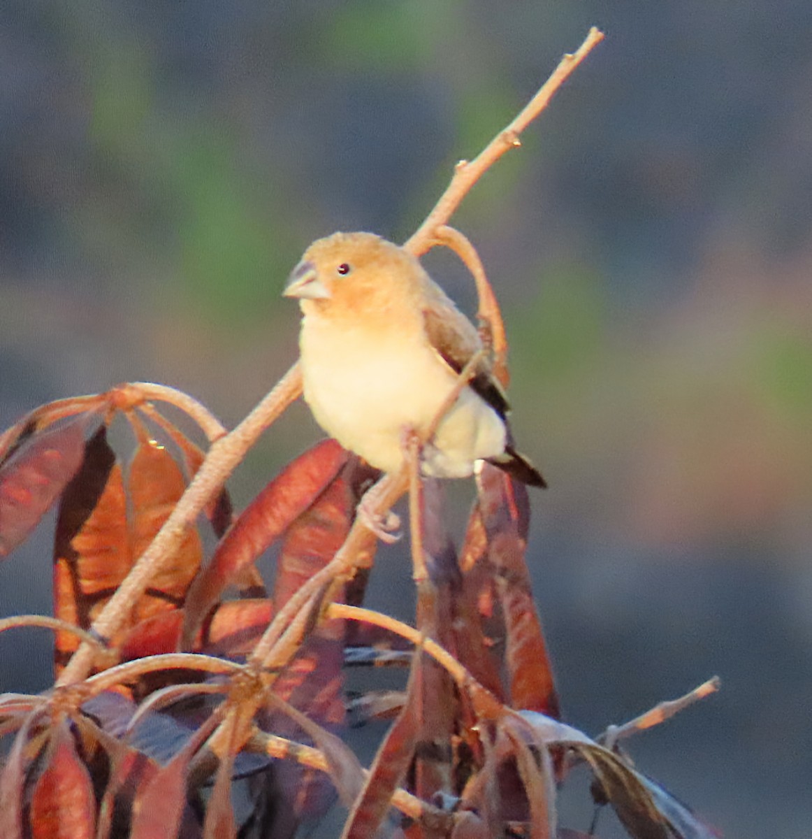 African Silverbill - ML627389165