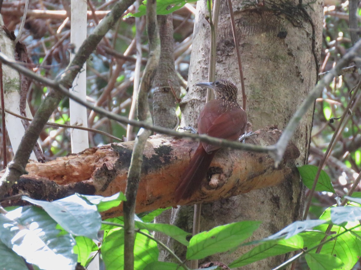 kremstrupetreløper (guttatus gr.) - ML627389195