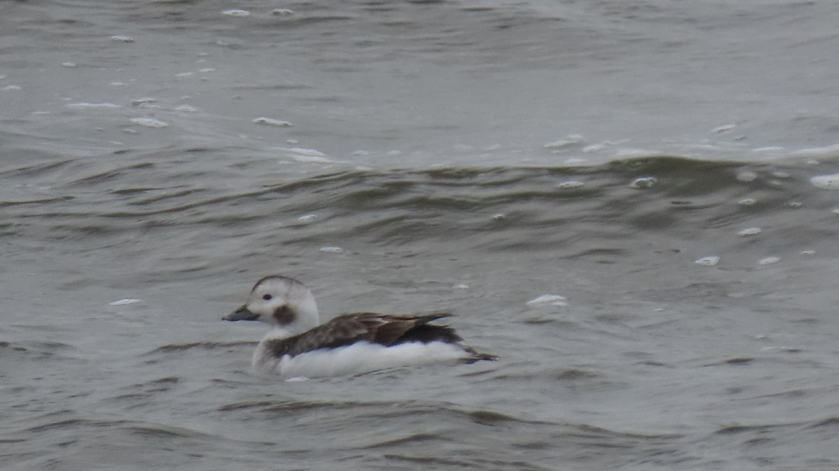 Long-tailed Duck - ML627389204