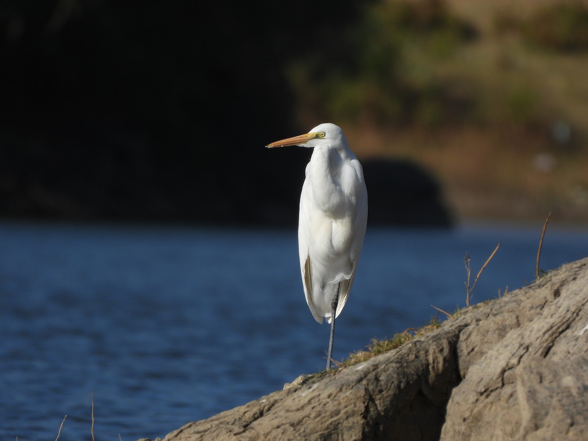 Great Egret - ML627389223