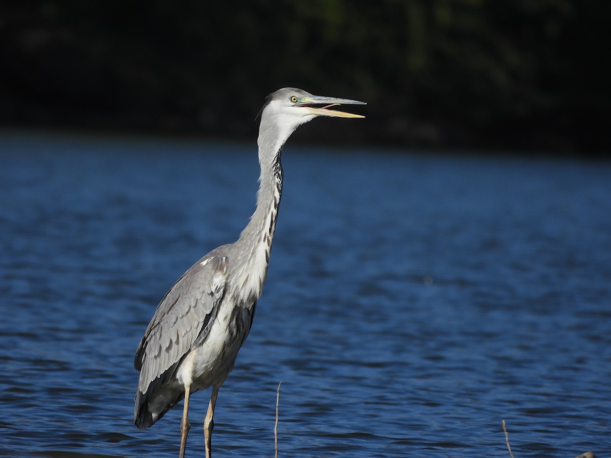 Gray Heron - ML627389225