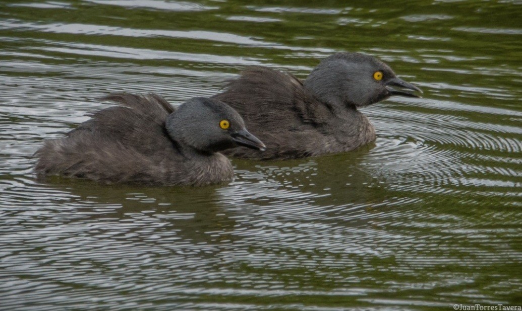 Least Grebe - ML627389229