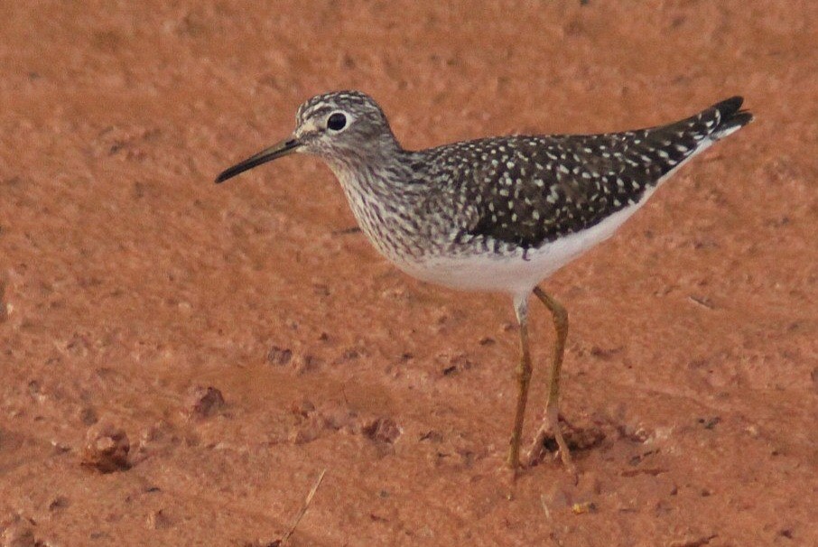 Solitary Sandpiper - ML627389261