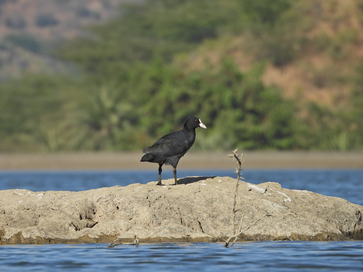 Eurasian Coot - ML627389262