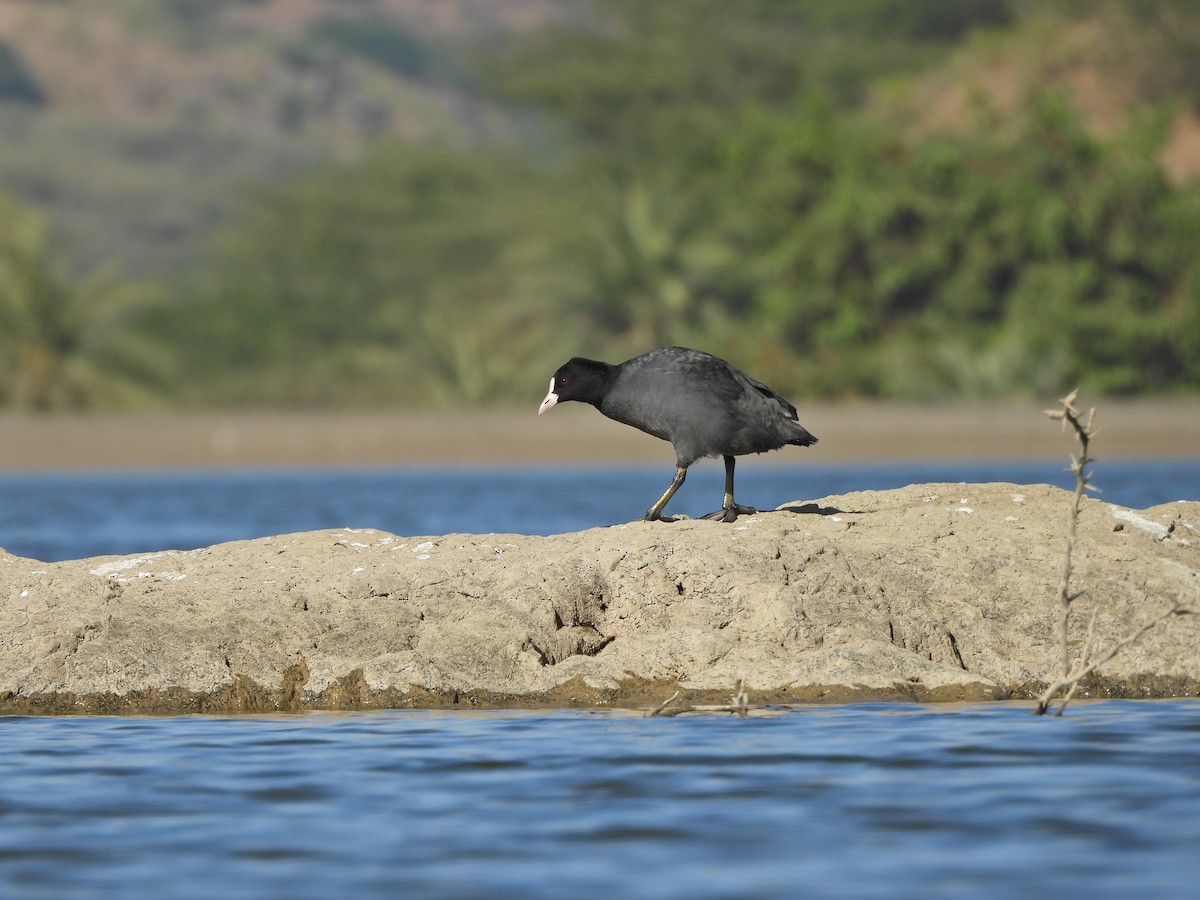 Eurasian Coot - ML627389263