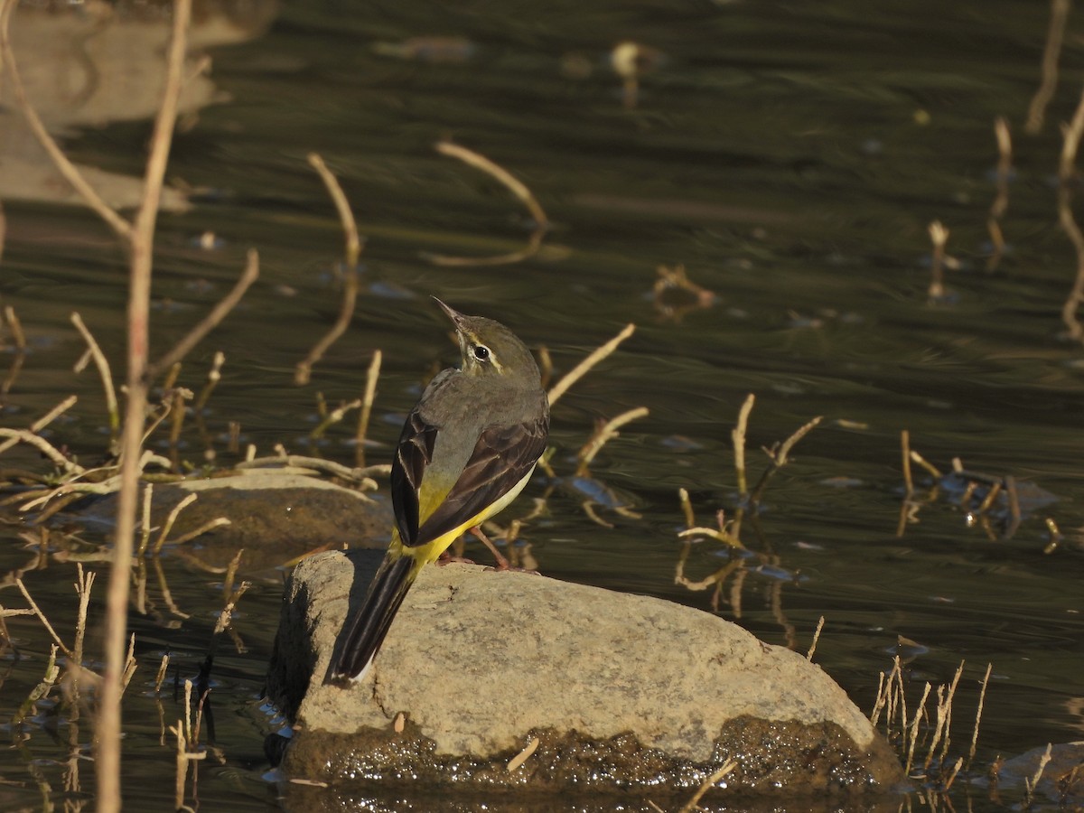 Gray Wagtail - ML627389287