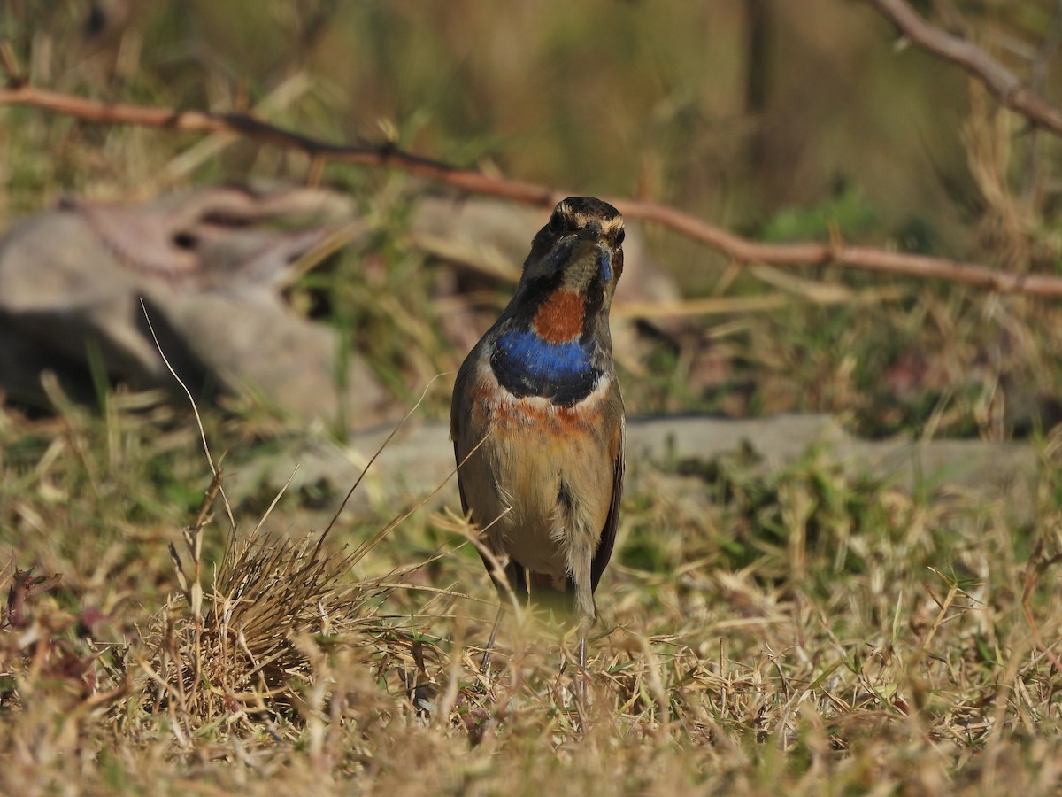 Bluethroat - ML627389296