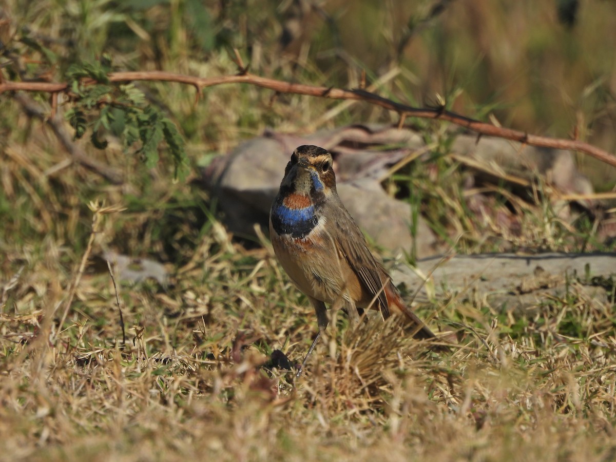 Bluethroat - ML627389297