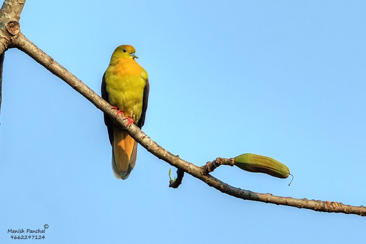 Wedge-tailed Green-Pigeon - ML627389386