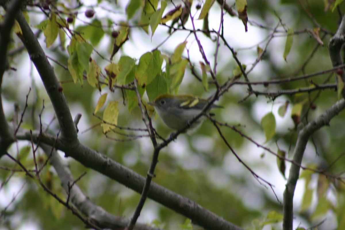 Chestnut-sided Warbler - ML62738951