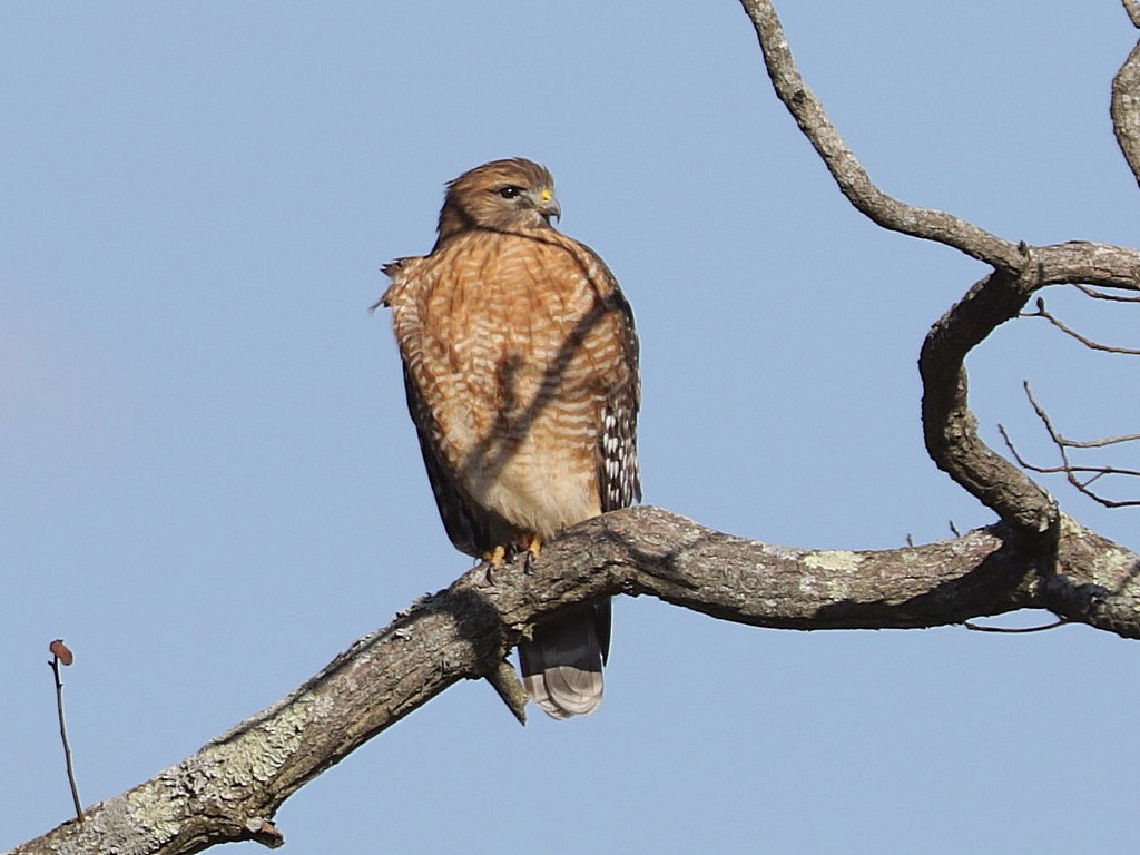 Red-shouldered Hawk - ML627389525