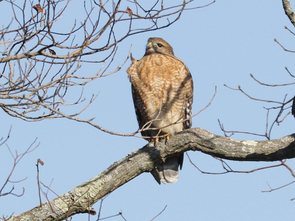 Red-shouldered Hawk - ML627389526