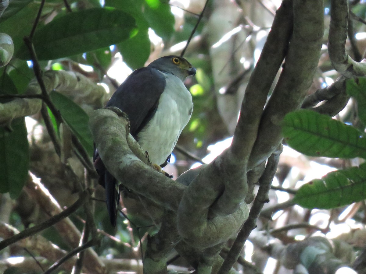 Bicolored Hawk (Bicolored) - ML627389582