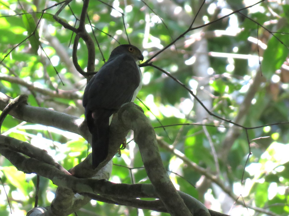 Bicolored Hawk (Bicolored) - ML627389583