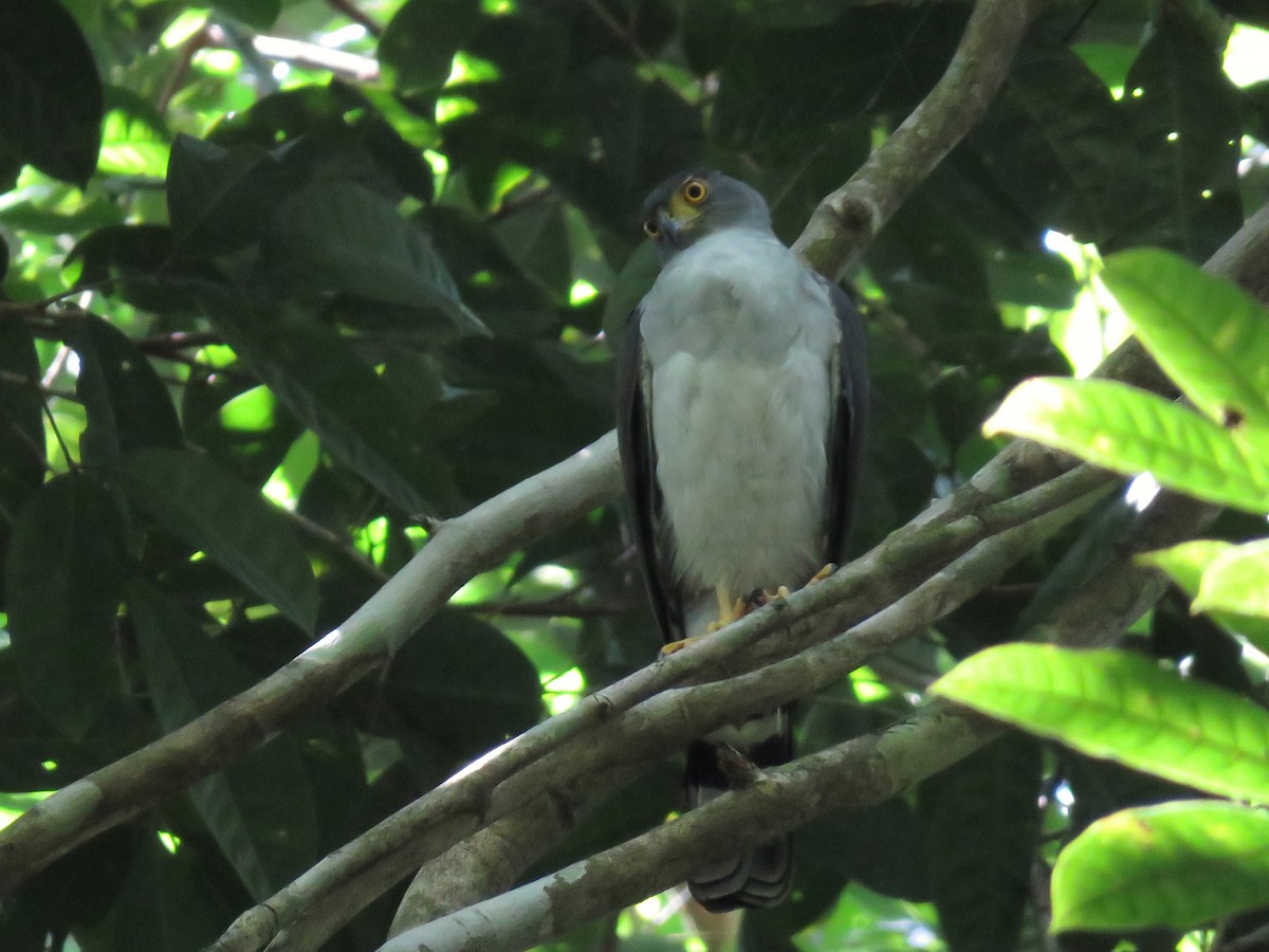 Bicolored Hawk (Bicolored) - ML627389584