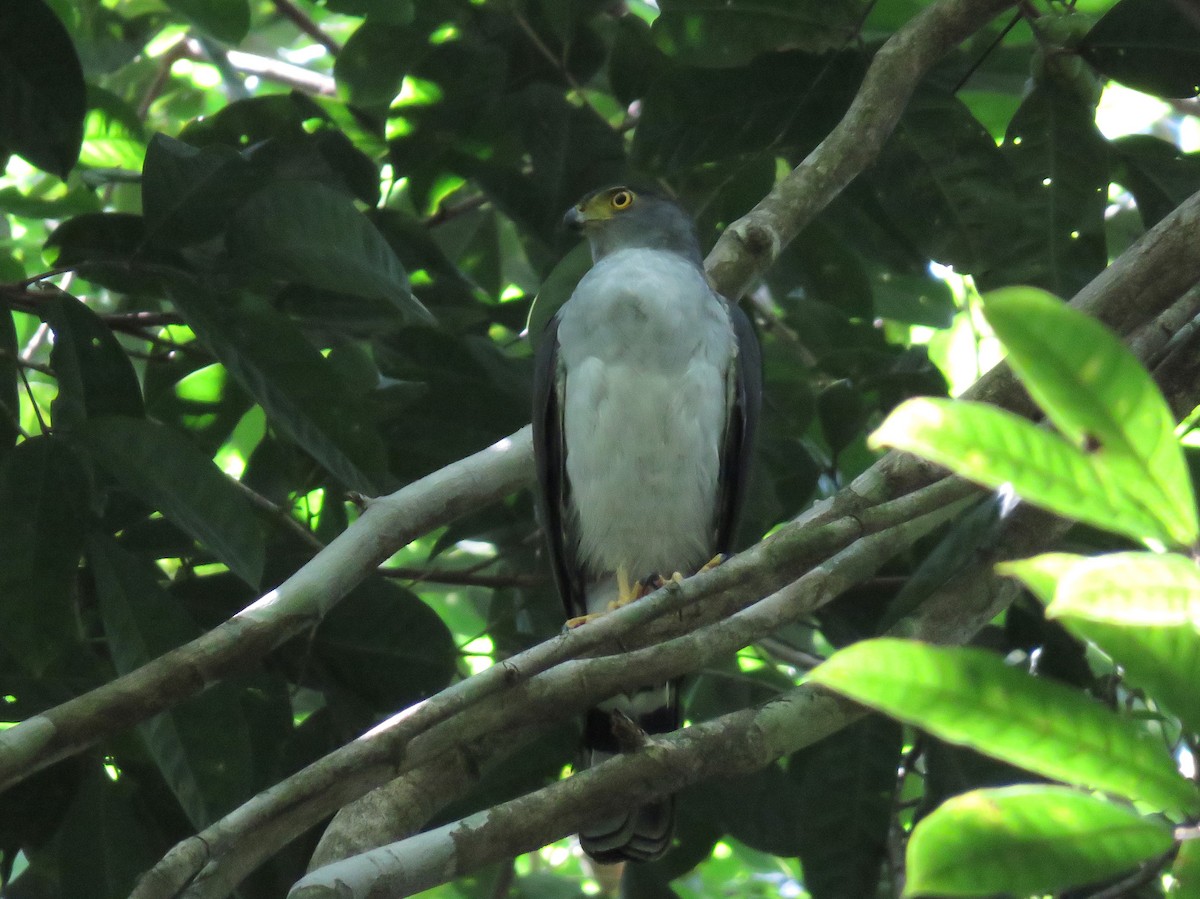 Bicolored Hawk (Bicolored) - ML627389585