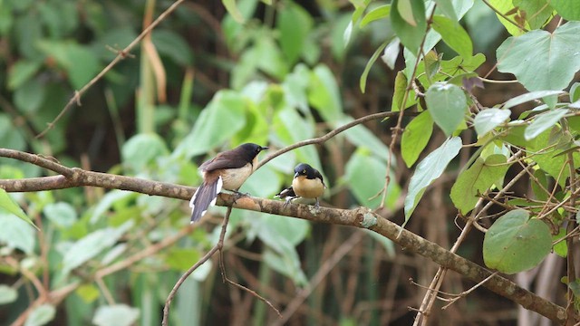Black-capped Donacobius - ML627389639