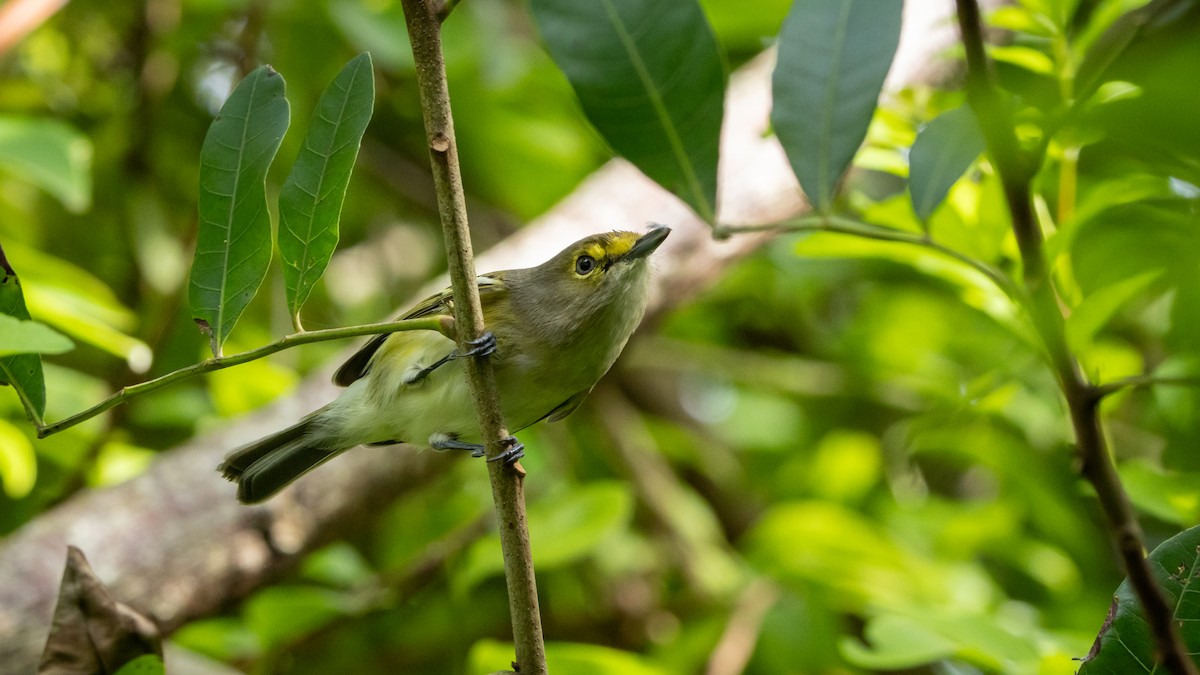 ויראו לבן-עין - ML627389649