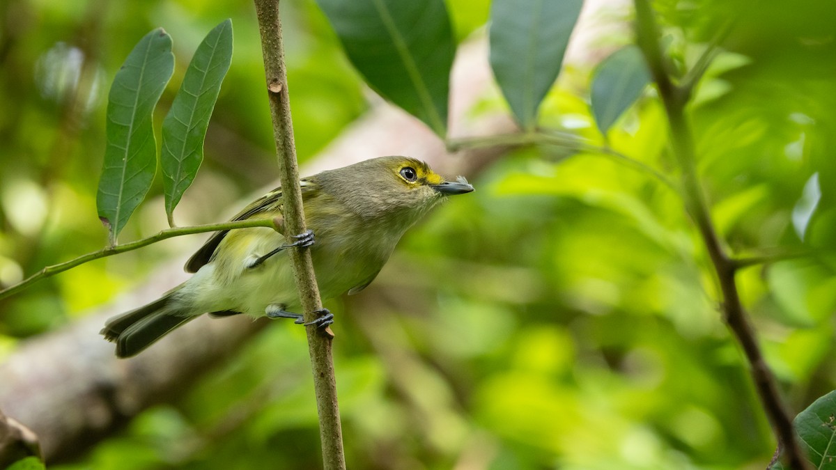 ויראו לבן-עין - ML627389658