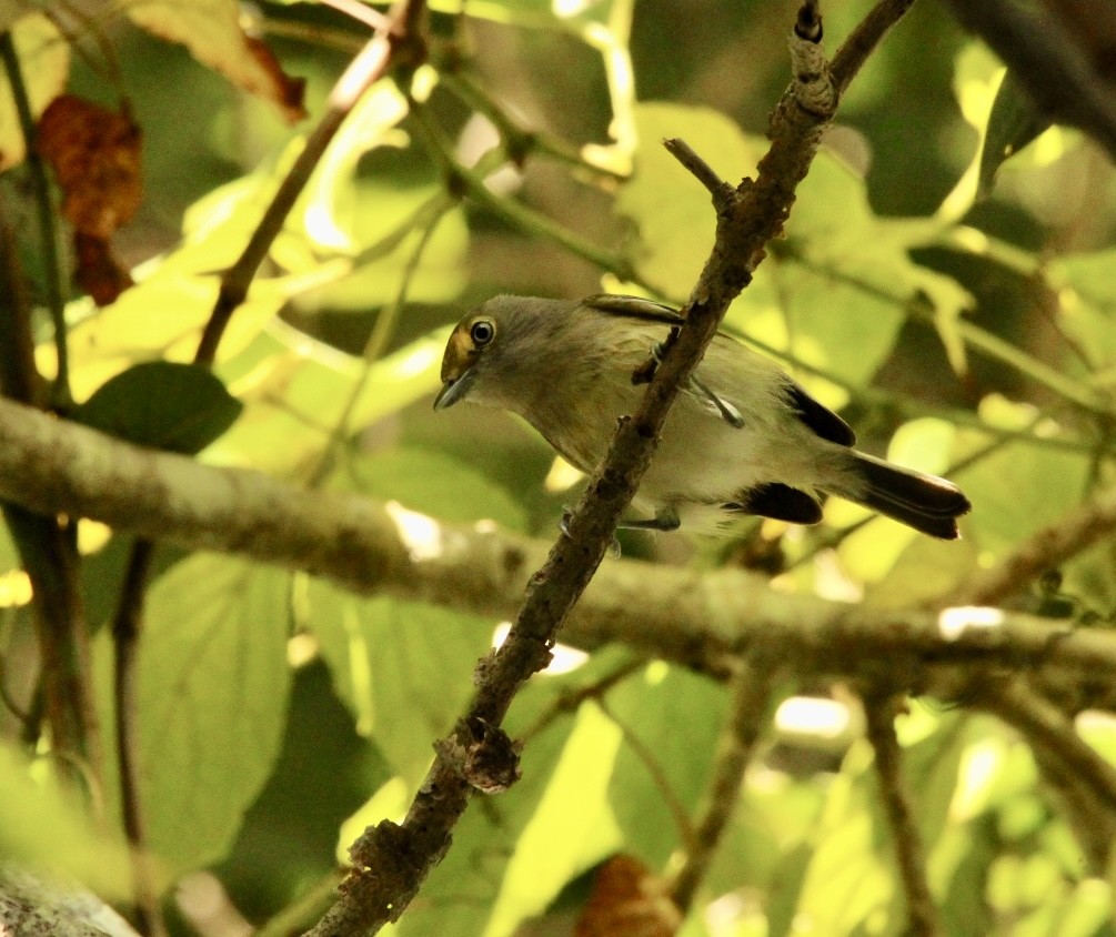 White-eyed Vireo - ML627389665