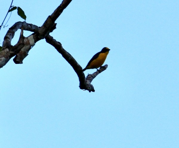 Yellow-throated Euphonia - ML627389707