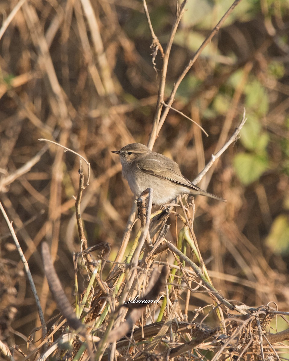 Common Chiffchaff - ML627389794