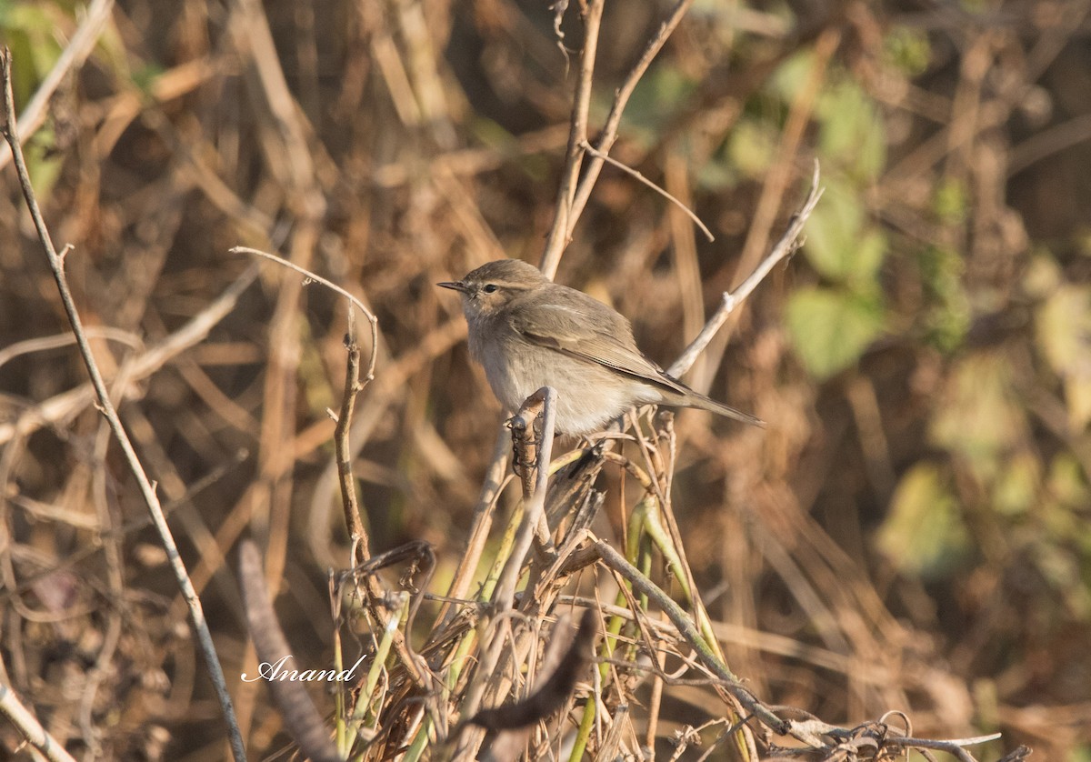 Common Chiffchaff - ML627389802