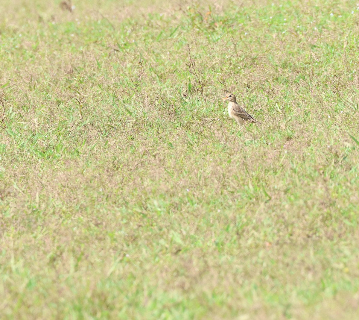 Paddyfield Pipit - ML627389819