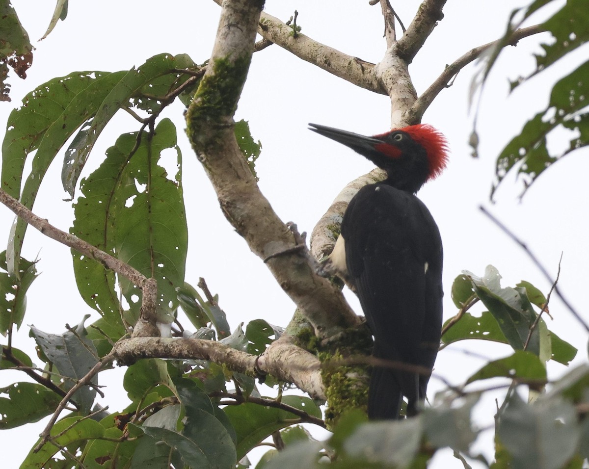 White-bellied Woodpecker - ML627389829