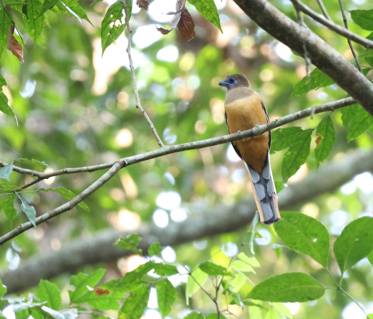 Malabar Trogon - ML627389833