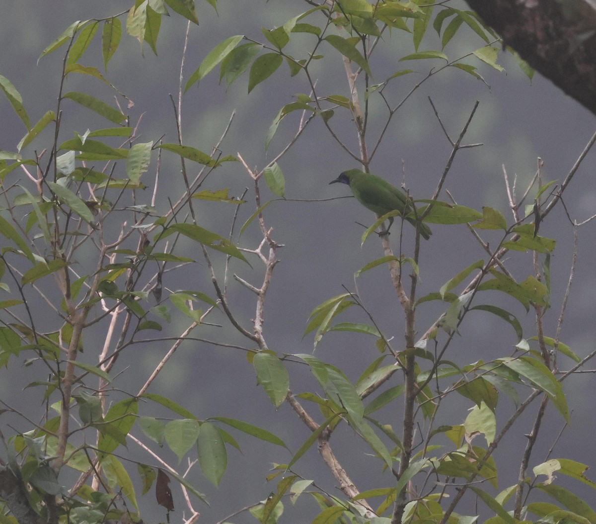 Golden-fronted Leafbird - ML627389835