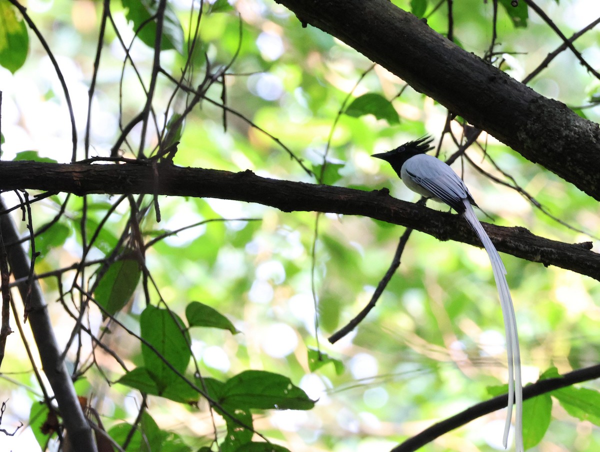 Indian Paradise-Flycatcher - ML627389839