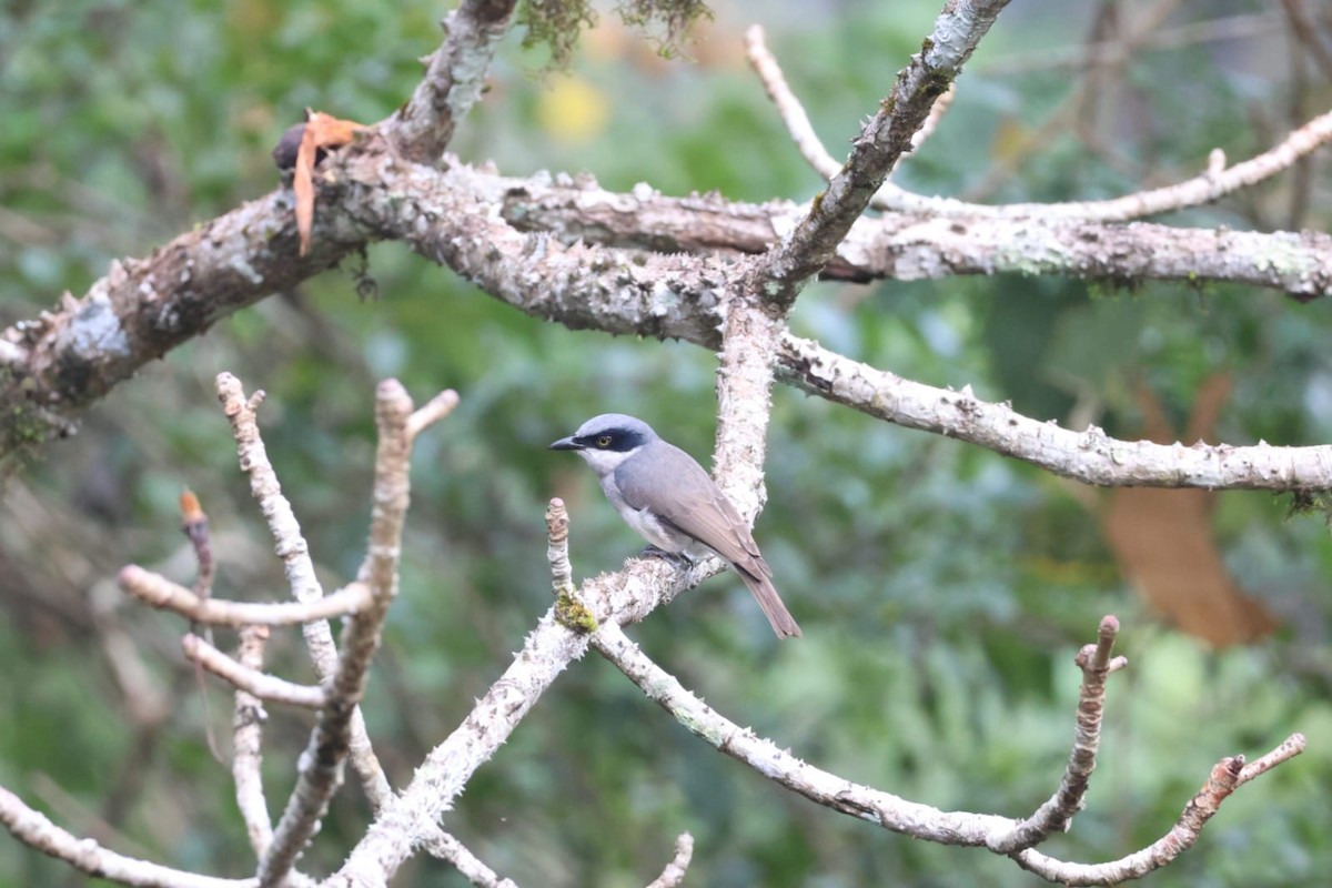 Malabar Woodshrike - ML627389843