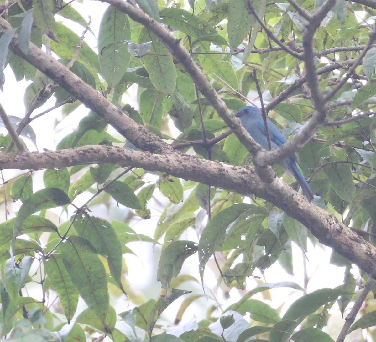 Verditer Flycatcher - ML627389851