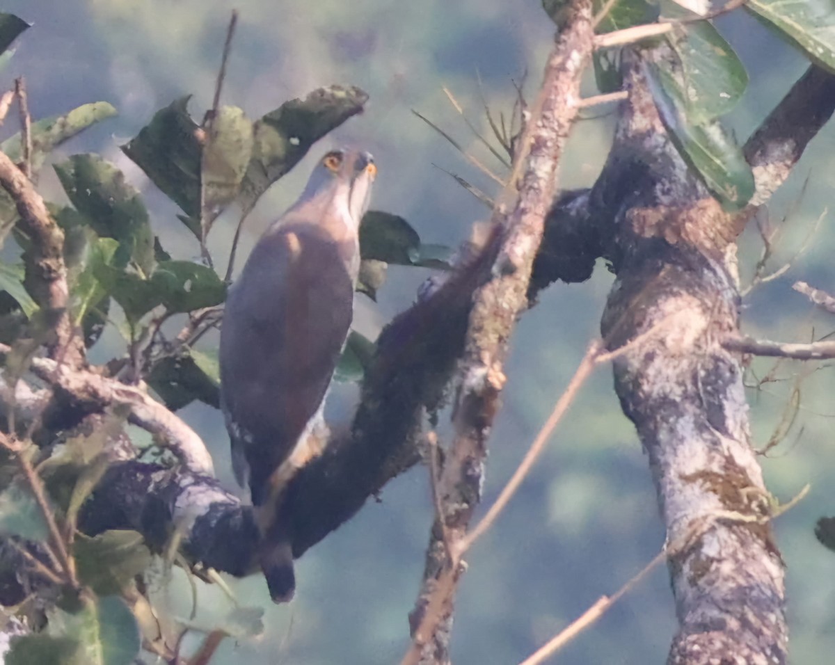 Crested Goshawk - ML627389862