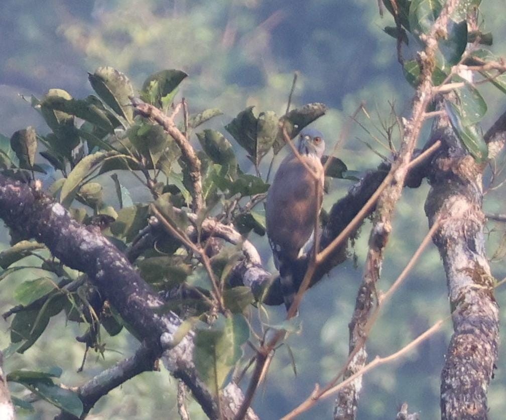 Crested Goshawk - ML627389864