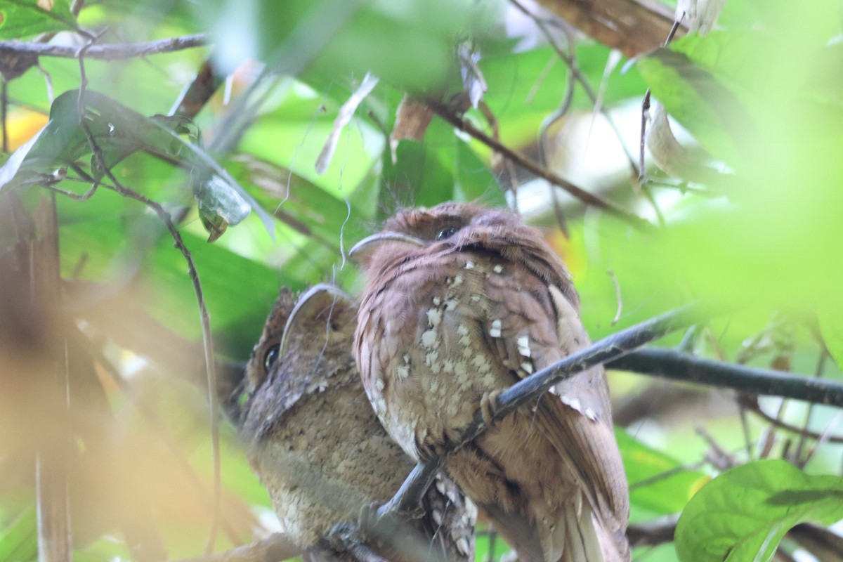 Sri Lanka Frogmouth - ML627389871