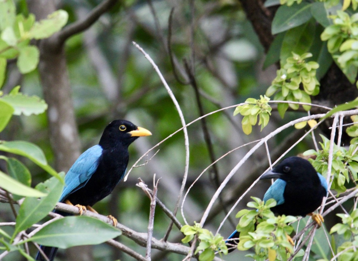 Yucatan Jay - ML627389883