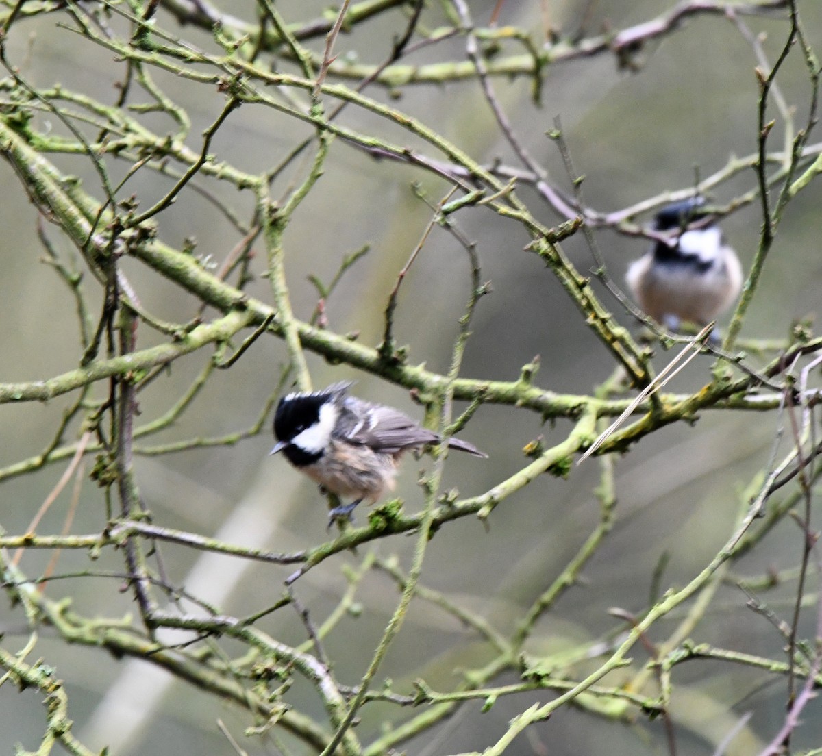 Coal Tit (British) - ML627389887