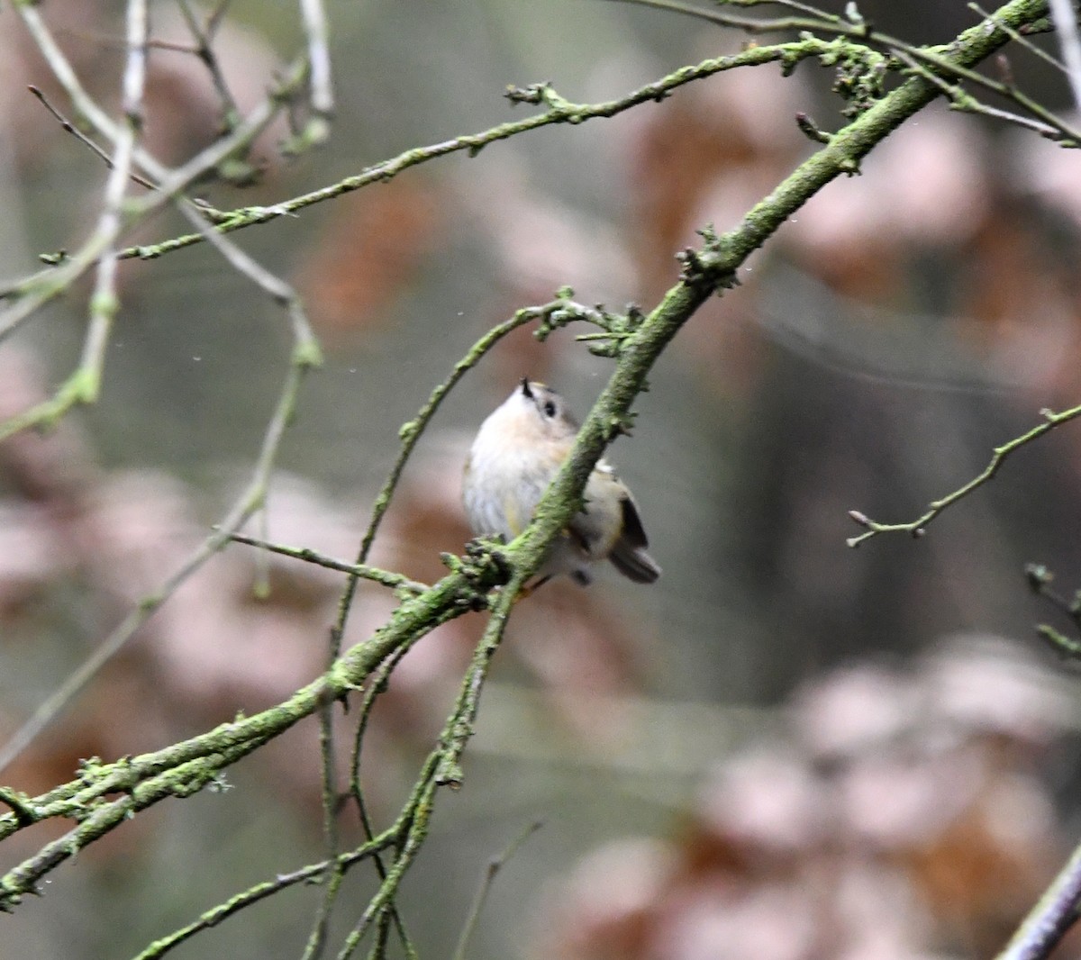 Goldcrest (European) - ML627389889