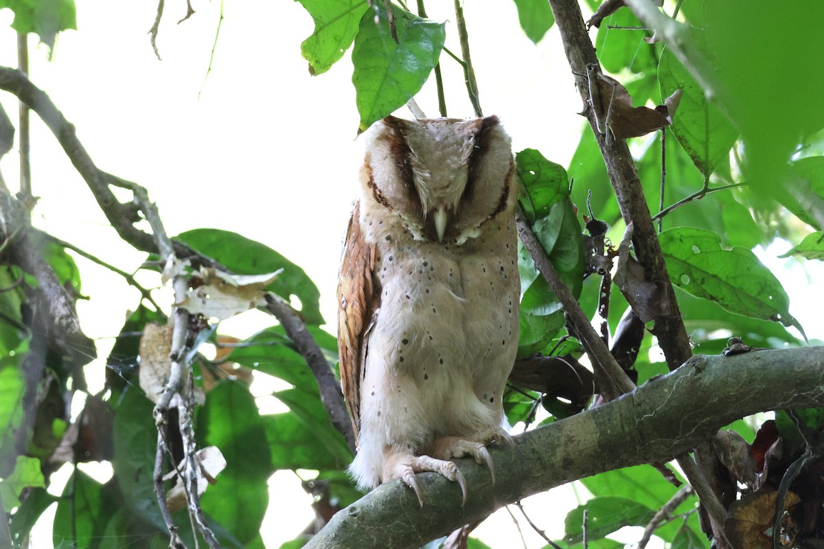 Sri Lanka Bay-Owl - ML627389907