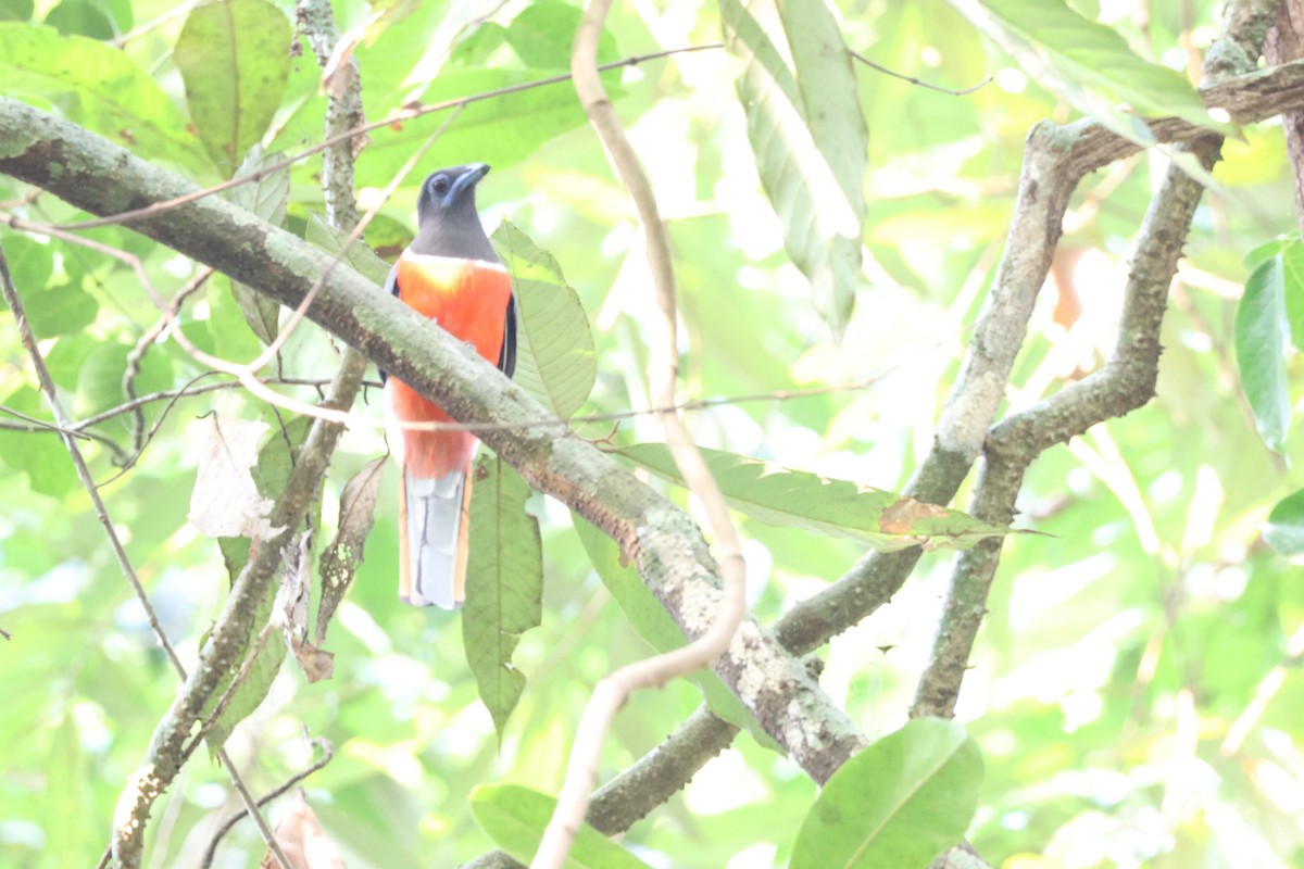 Malabar Trogon - ML627389916