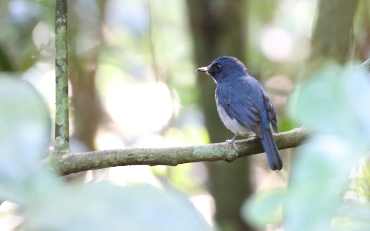 White-bellied Blue Flycatcher - ML627389918