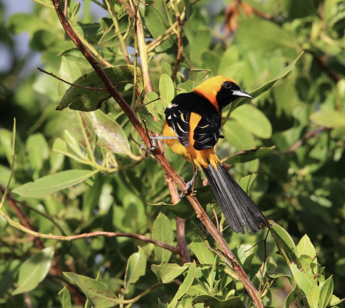 Hooded Oriole - ML627389920