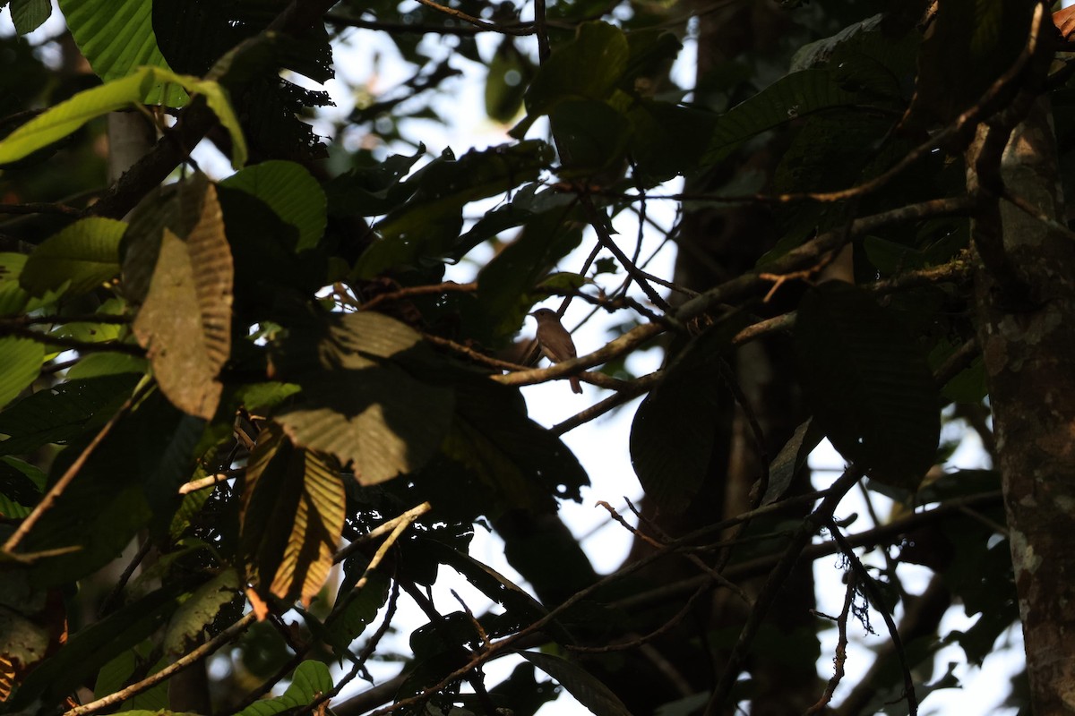 Brown-breasted Flycatcher - ML627389975