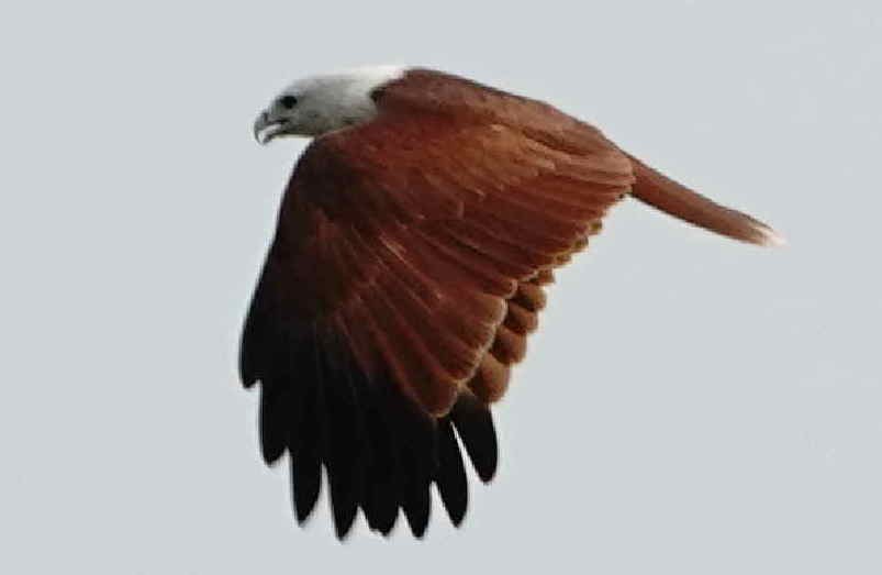 Brahminy Kite - ML627389987