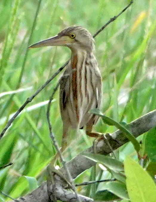Yellow Bittern - ML627390010