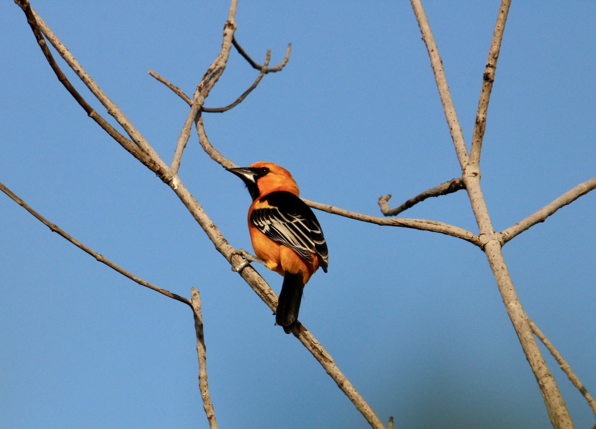Altamira Oriole - ML627390063